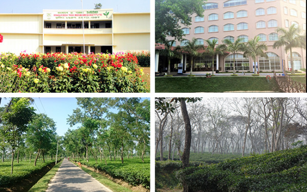শ্রীমঙ্গল